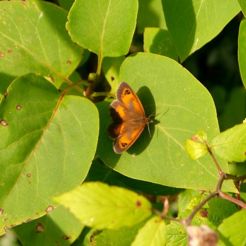 Wildlife