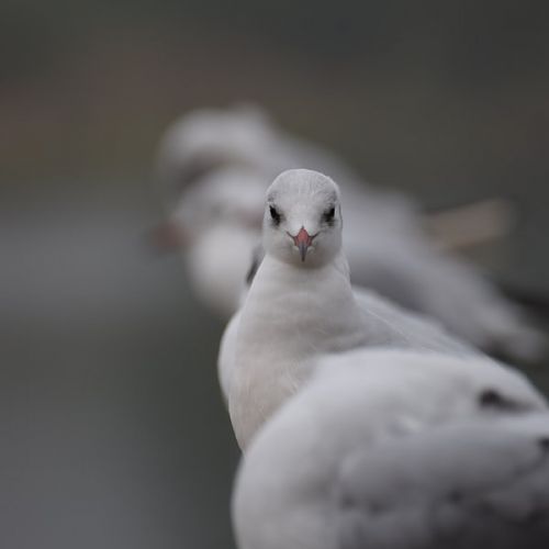 birds