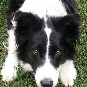 collie