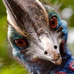 cassowary