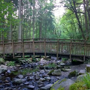 bridge on forest drive