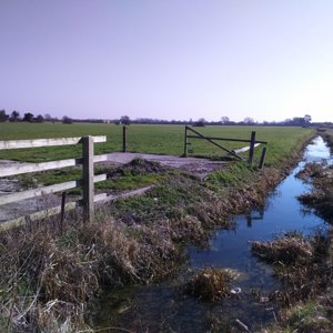 On Vole road near Mark Somerset