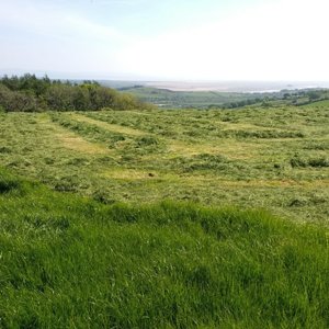 New mown hay near Bowstead Gates