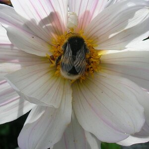 200728 Dahlia white.JPG