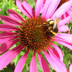 200728 Echinacea.JPG