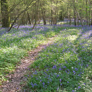 190421 Bluebells.JPG