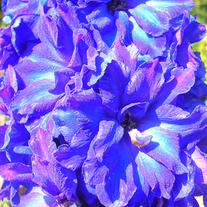 190827 Delphinium.png