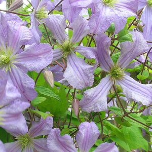 Clematis 220624 (nk).JPG