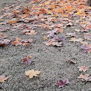 221208 Frosty Leaves.jpg