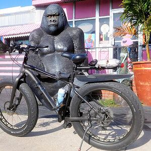 Ape outside of Diner