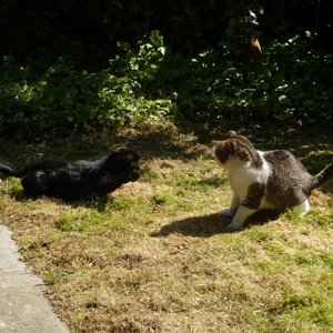 Puma and Squeak stand-off.JPG