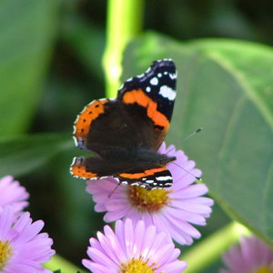 Red Admiral Butterfly 3.JPeG