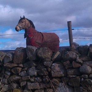 Country horse (640x471).jpg