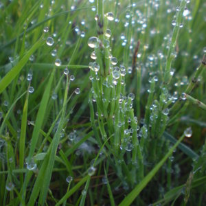 Morning dew