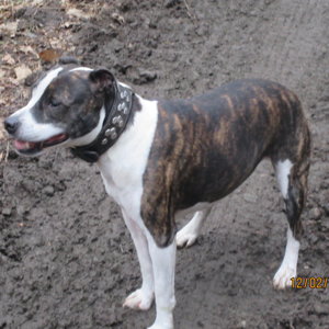 holly