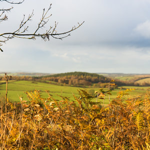 Autumn fern