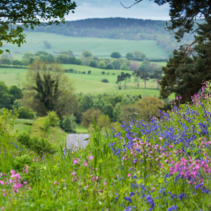 Spring flowers, nr Armathwaite