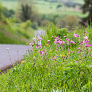 Ragged Robin