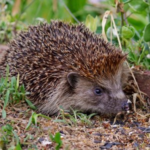 Hedgehog in the garden