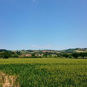 Looking up at the Quantock Hills, Somerset