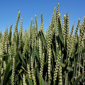 Wheat field