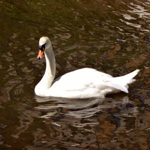 Swan on the canal