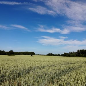 Summer field