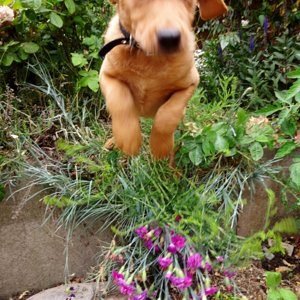 Flying puppy