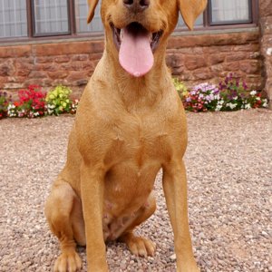 Laughing Labrador