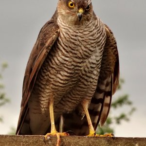 Sparrowhawk in my garden