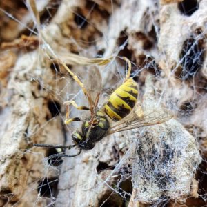 Wasp in a spider's web