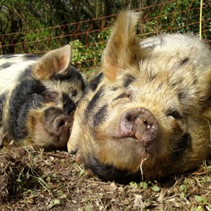 Scrumpy-pig and Brini-pig