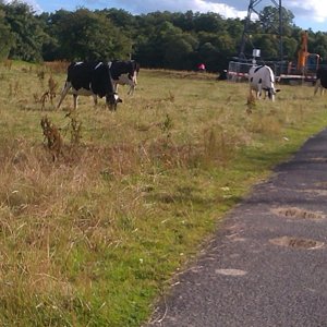 cows on path.jpg