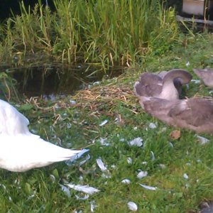 Swanlets at Clydebank.jpg