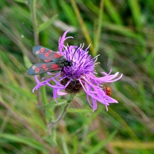 Six Spotted Burnet Moth