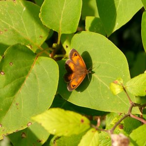 Gatekeeper butterfly