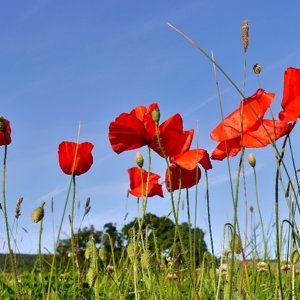 Poppies