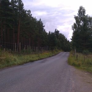 Forestry commission after aviemore.jpg