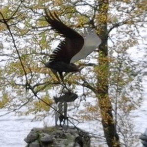 Metal art among the trees