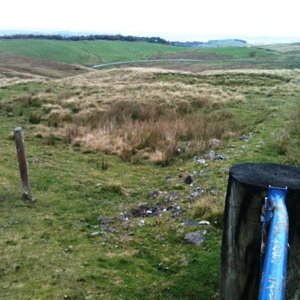 Cat and Fiddle