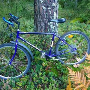 Swedish Forest Ride