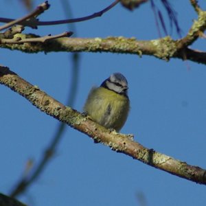 Blue Tit