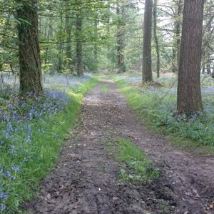 Bluebells