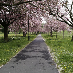 Path across the stray in Harrogate