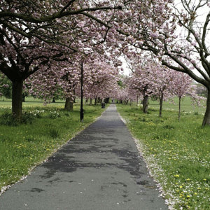 Path across the stray in Harrogate