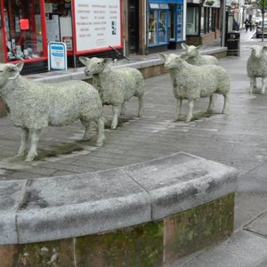 Sheep at Lockerbie square