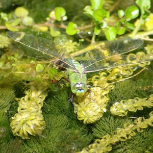 Female Emperor Dragonfly