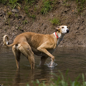 Paddling