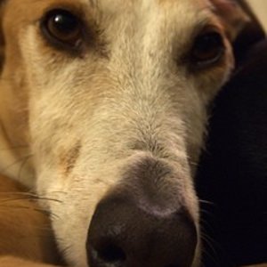 Pensive Galgo