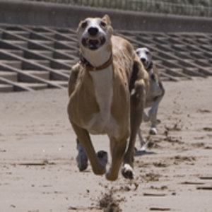 Crosby Beach